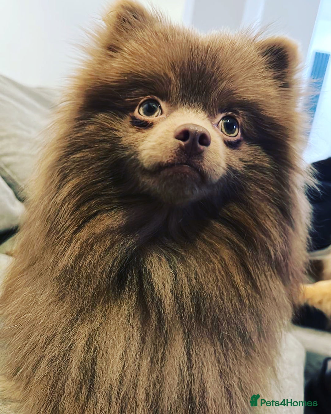 Pomeranian dogs for stud: Kai Kai lilac boy 💜  ( STUD ONLY ) (PROVEN)  in Liverpool - Advert 9
