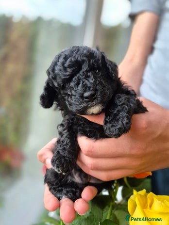 Toy Poodle dogs KC Registered Toy poodle puppies - Advert 1