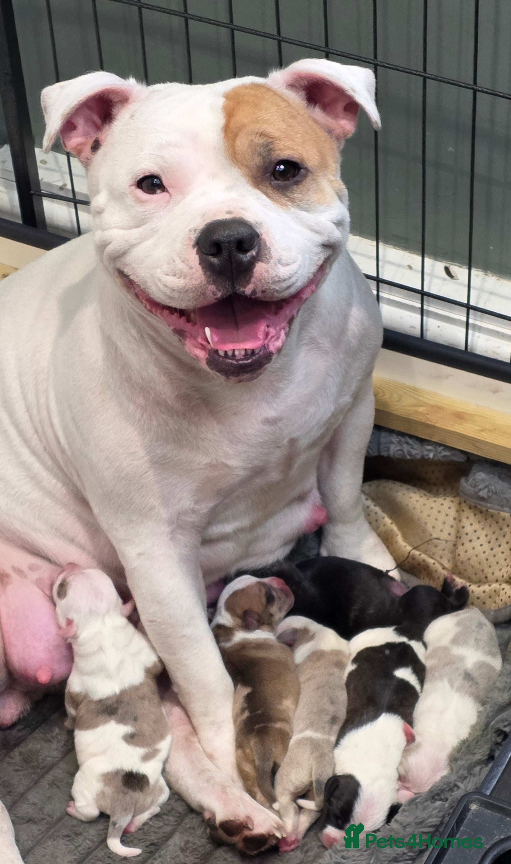 Staffordshire Bull Terrier dogs Staffy X puppies - Advert 4