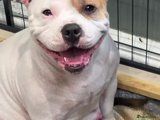 Staffordshire Bull Terrier dogs Staffy X puppies - Advert 4