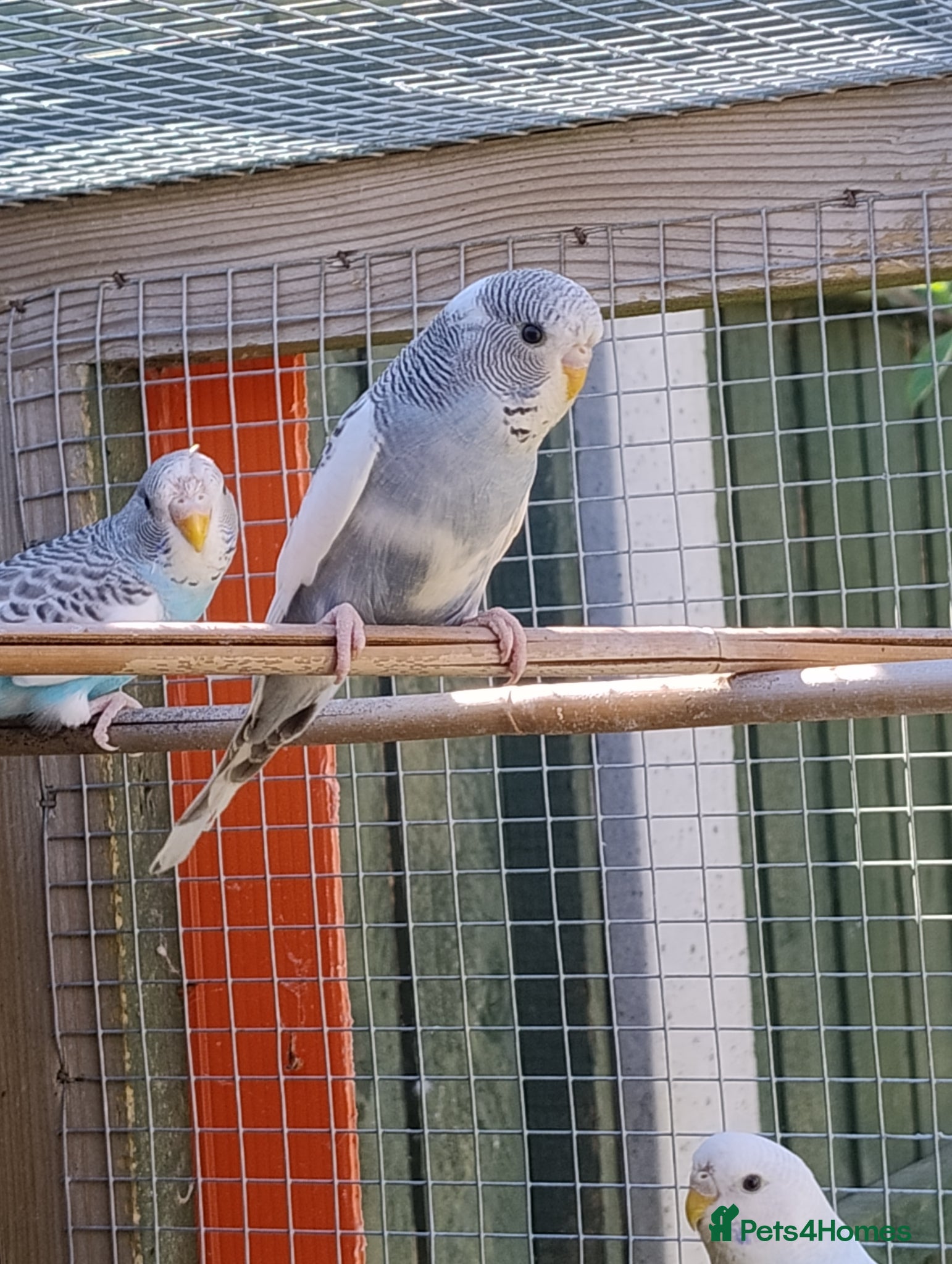 Budgerigars birds Young budgies, easily tamed - Advert 9