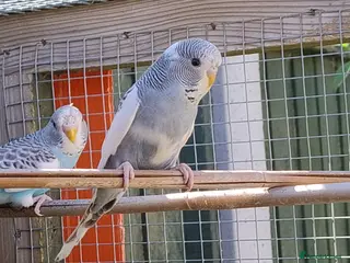 Budgerigars birds Young budgies, easily tamed - Advert 9