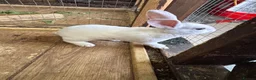 Rex rabbits for sale: 🐰 2 Male Rex Baby Rabbits for Sale 🐰 - Advert 3