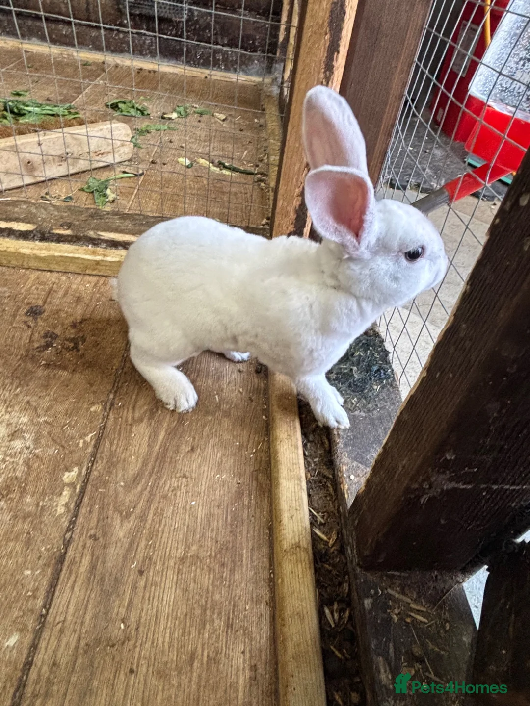 Rex rabbits for sale: 🐰 2 Male Rex Baby Rabbits for Sale 🐰 - Advert 3