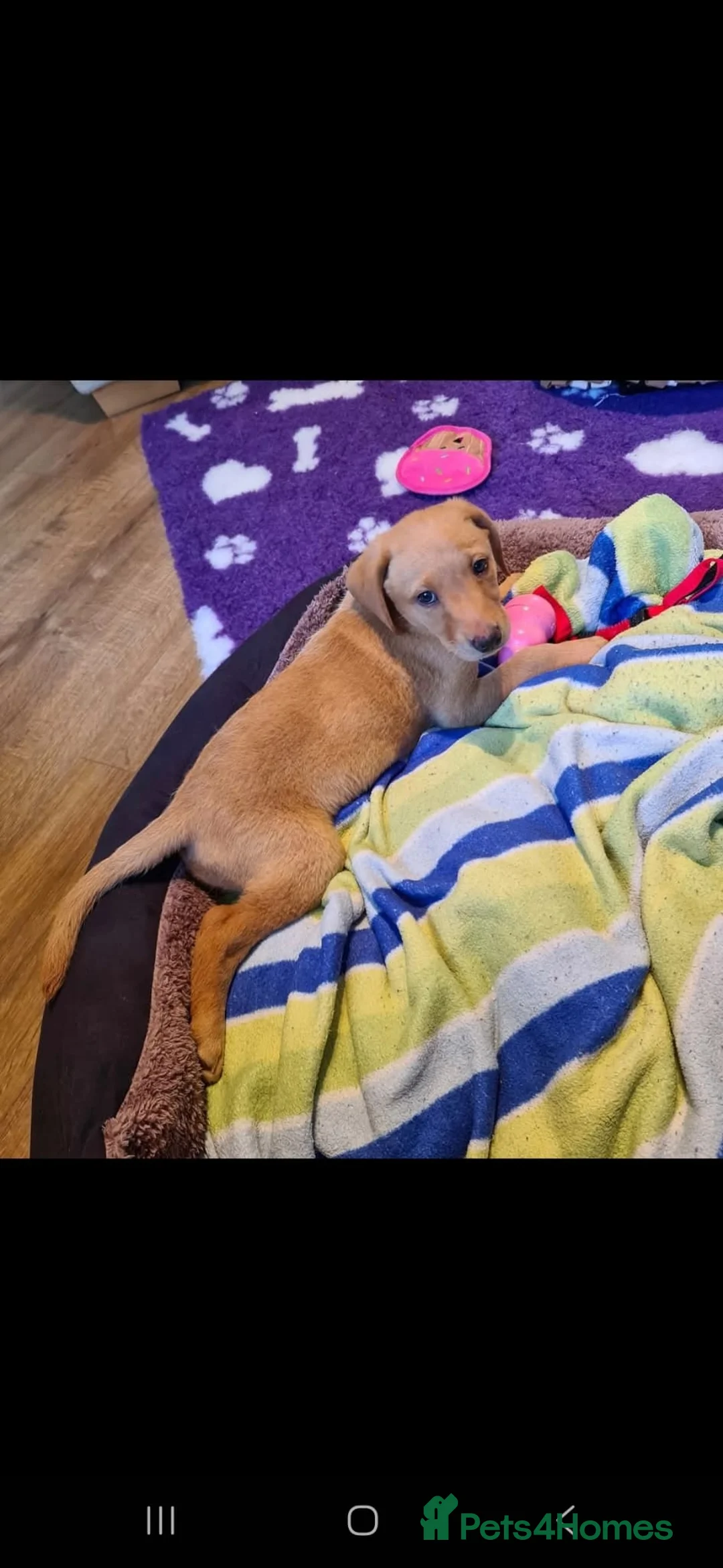 Labrador Retriever dogs for sale: Labrador Pups KC Reg.  - Advert 38