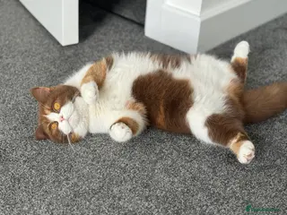 British Shorthair cats Beautiful cinnamon tortie white ticked TICA reg - Advert 13