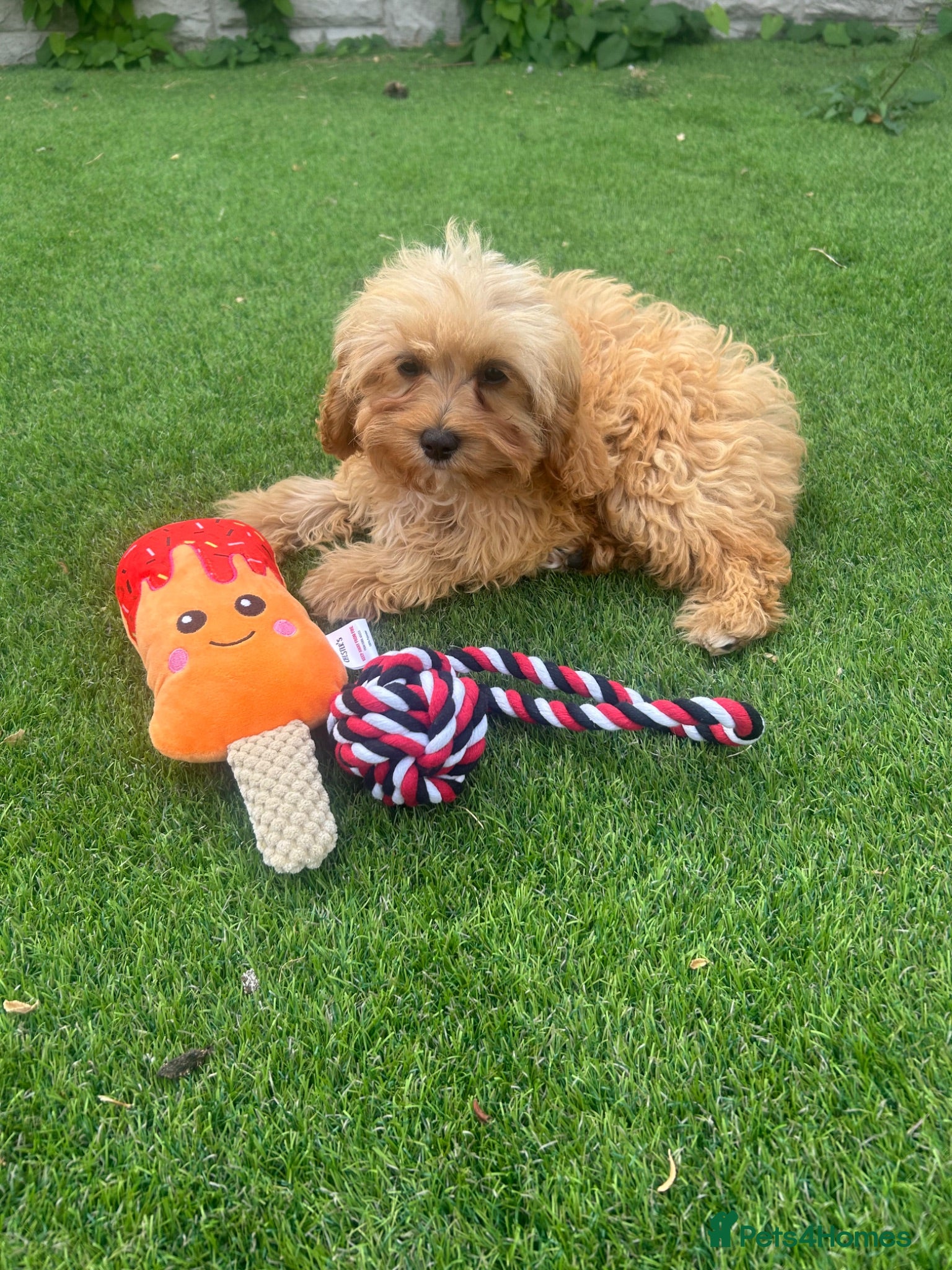 Cavapoo dogs 1 boy left fully vaccinated ready now 💙💙 - Advert 1