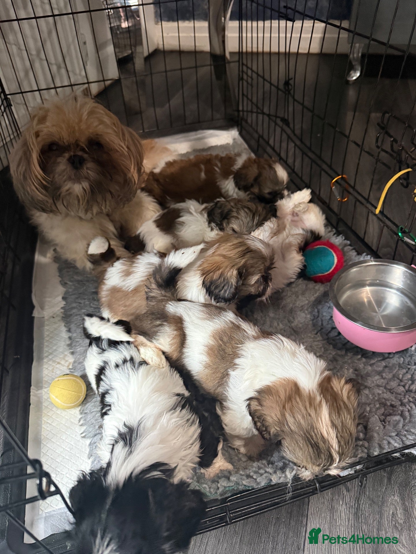 Shih Tzu dogs 6 beautiful Shih Tzu puppies  - Advert 1