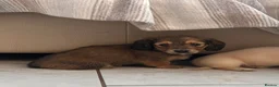 Dachshund dogs for sale: Kc Stunning Miniature Dachshunds  - Advert 9
