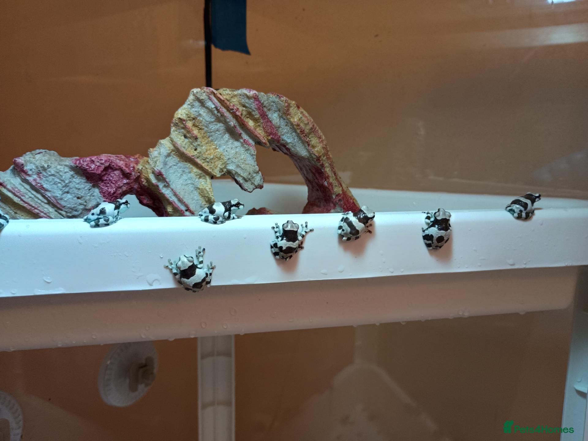 Frog reptiles for sale: Amazon milk frogs - Advert 16