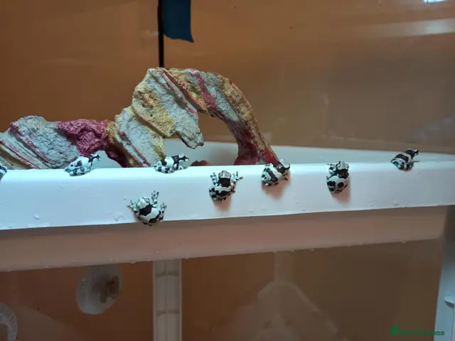 Frog reptiles for sale: Amazon milk frogs - Advert 16