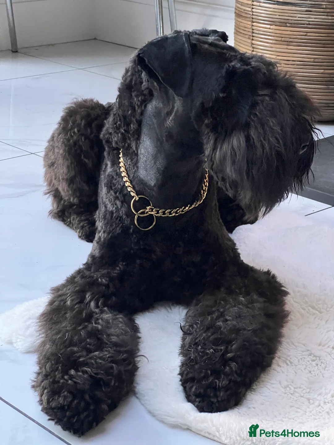 Kerry Blue Terrier dogs for sale: Kerry blue terrier girl KC Reg 12 months old - Advert 2