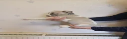 Whippet dogs for sale: Beautiful Pedigree Whippet Puppies  - Advert 6
