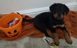 Rottweiler dogs for sale: KC Rottweiler Puppies - Image 18