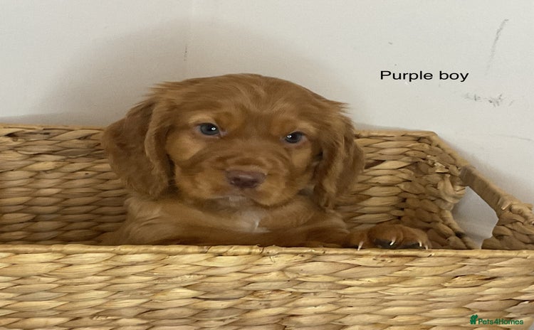 Cocker Spaniel dogs - Advert 1