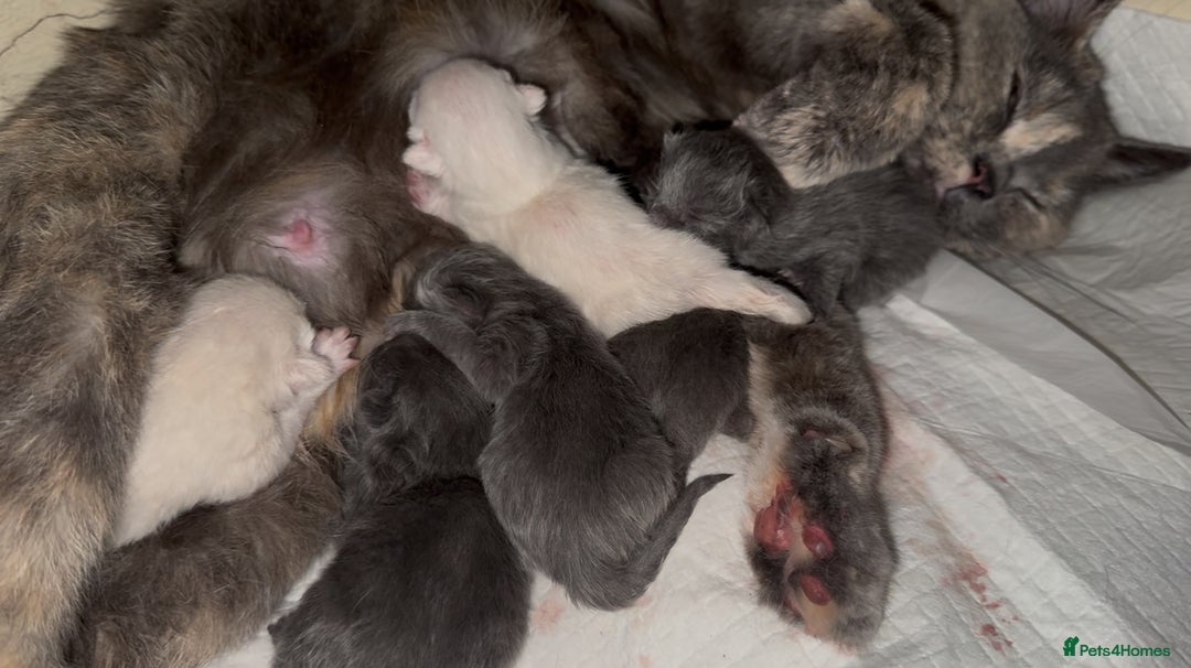 British Shorthair cats for sale: Colourpoint/ bicolour British shorthair kittens  - Image 10
