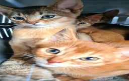 Abyssinian cats for sale: Pedigree abysinnian kittens - Image 12