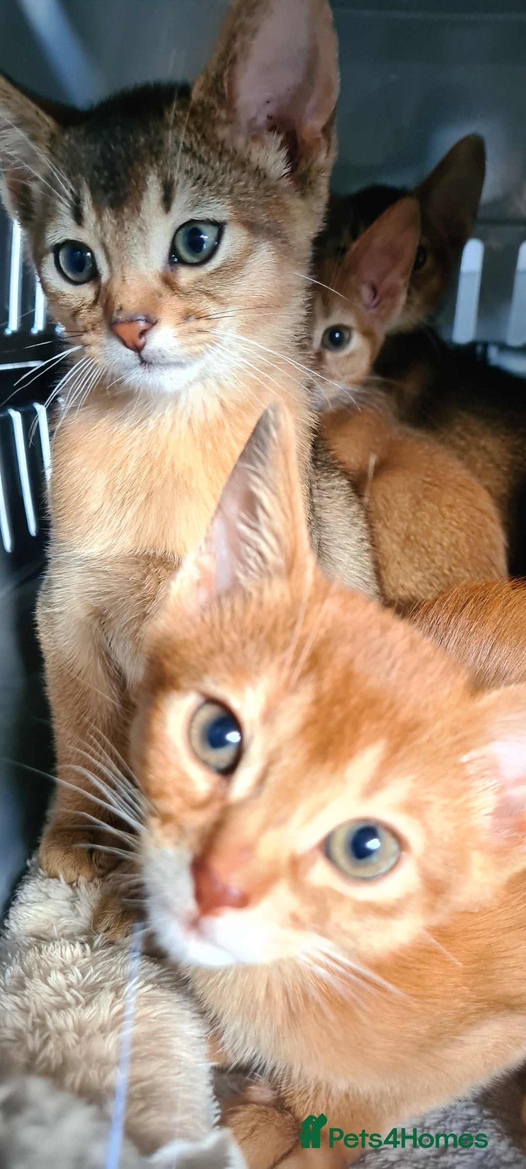 Abyssinian cats for sale: Pedigree abysinnian kittens - Image 12