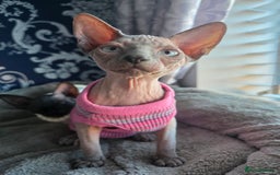 Sphynx cats for sale: FIFe stunning kittens - Image 3