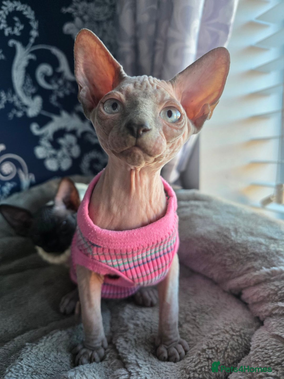 Sphynx cats for sale: FIFe stunning kittens - Image 3