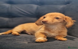 Miniature Dachshund dogs for sale: Cream Mini longhair Dachshund - Image 11