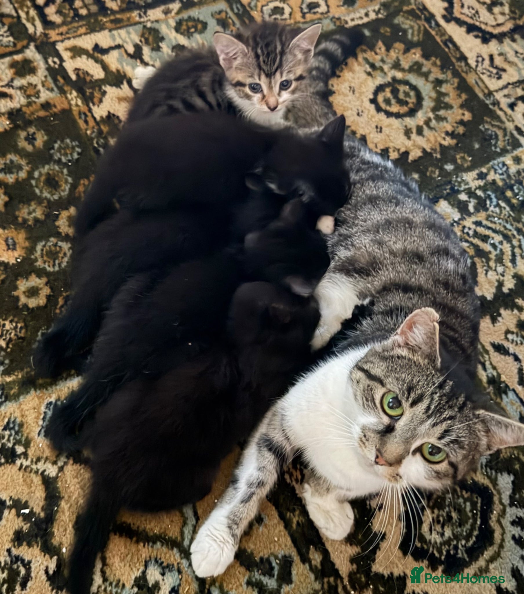Mixed Breed cats Lively kittens ready now - Advert 1