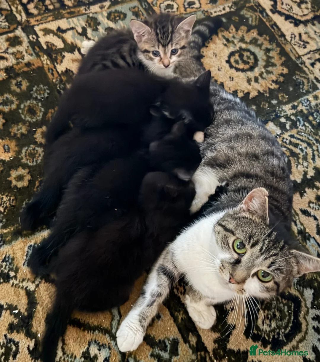 Mixed Breed cats for sale: Lively kittens ready now - Advert 1
