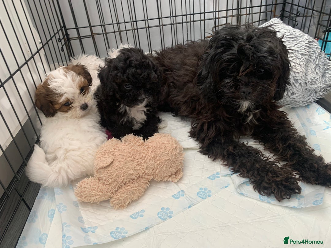 Shihpoo dogs for sale: shihpoos  - Image 11