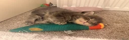 Maine Coon cats for sale: Pedigree Maine coon kittens - Advert 6