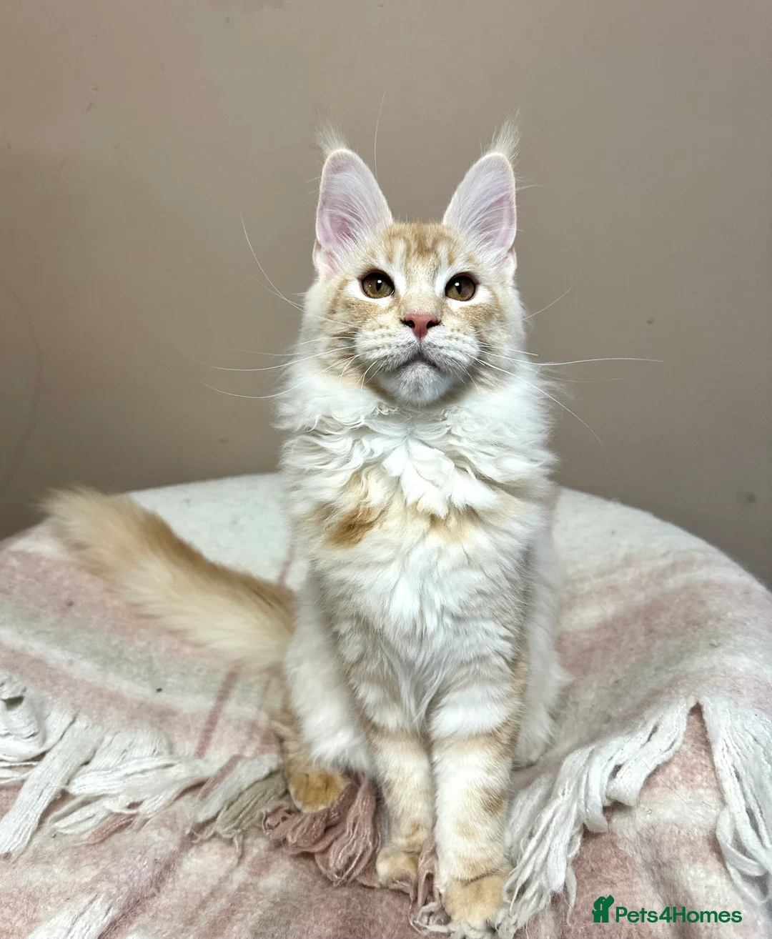 Maine Coon cats for sale: Tica Registered maine coon kitten -  - Advert 5