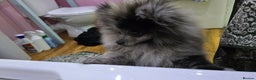 Pomeranian dogs for sale: Black merle female Pomeranian - Advert 2