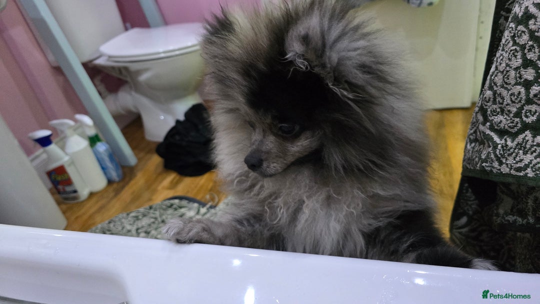 Pomeranian dogs for sale: Black merle female Pomeranian - Advert 2