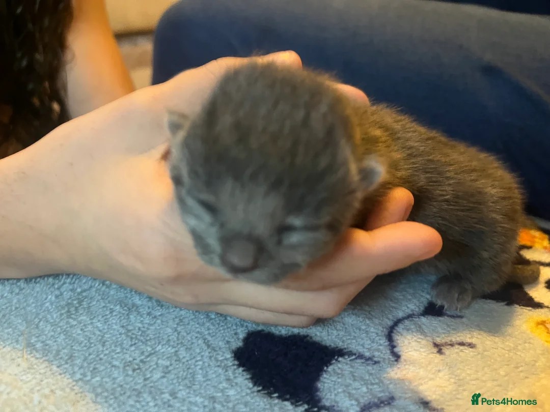 Mixed Breed cats for sale: Amber Bengal X shorthaired Black kittens in Cambridge - Advert 7