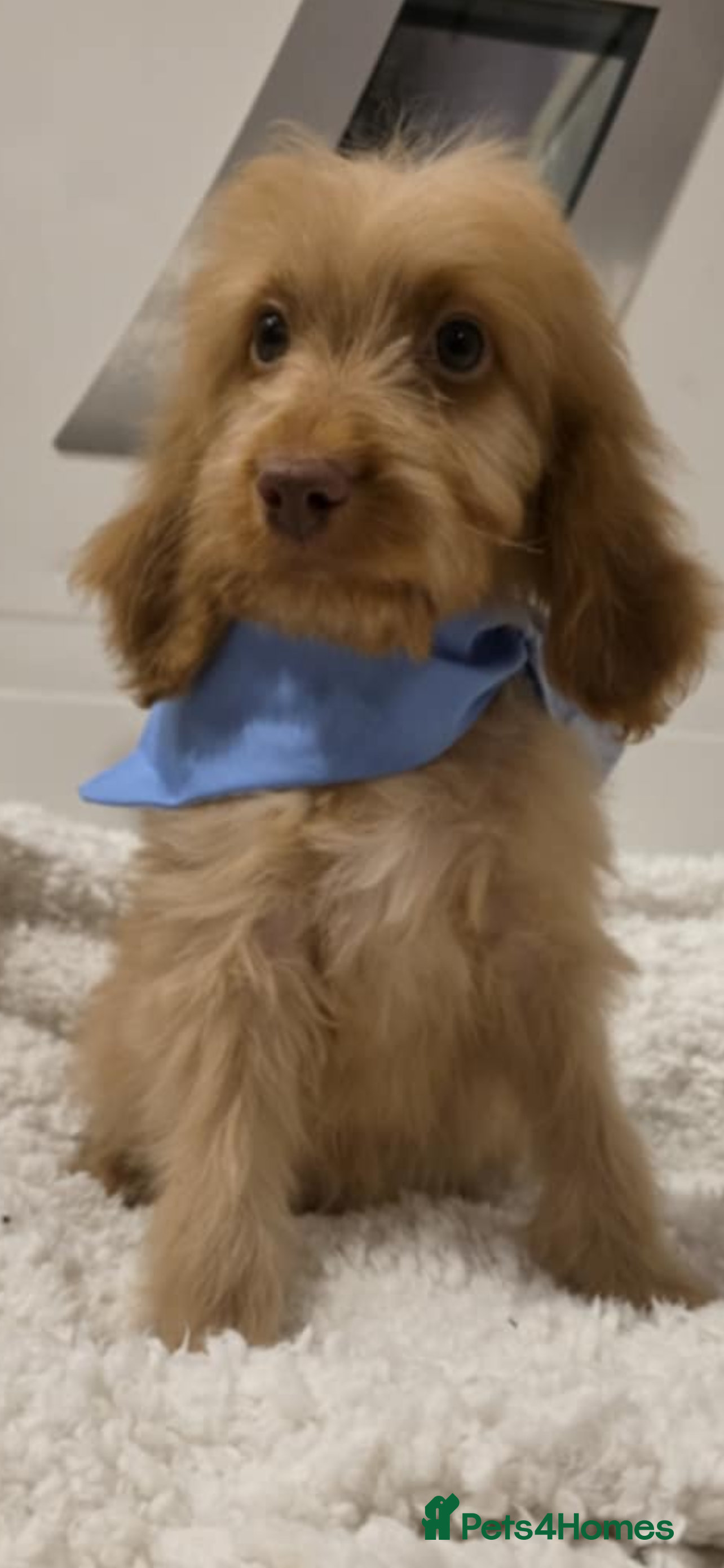 Irish Doodle dogs ONE wee boy  remaining 💙 READY NOW   - Advert 9