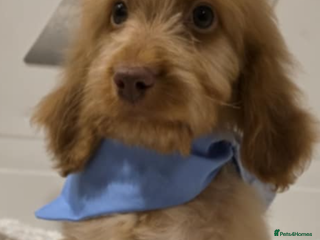 Irish Doodle dogs ONE wee boy remaining 💙 READY NOW - Advert 2