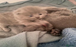 British Shorthair cats for sale: Beautiful litter of baby blues ready  - Image 5