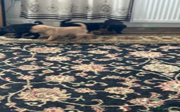 Mixed Breed dogs for sale: Norfolk terrier cross by toy poodle - Image 3