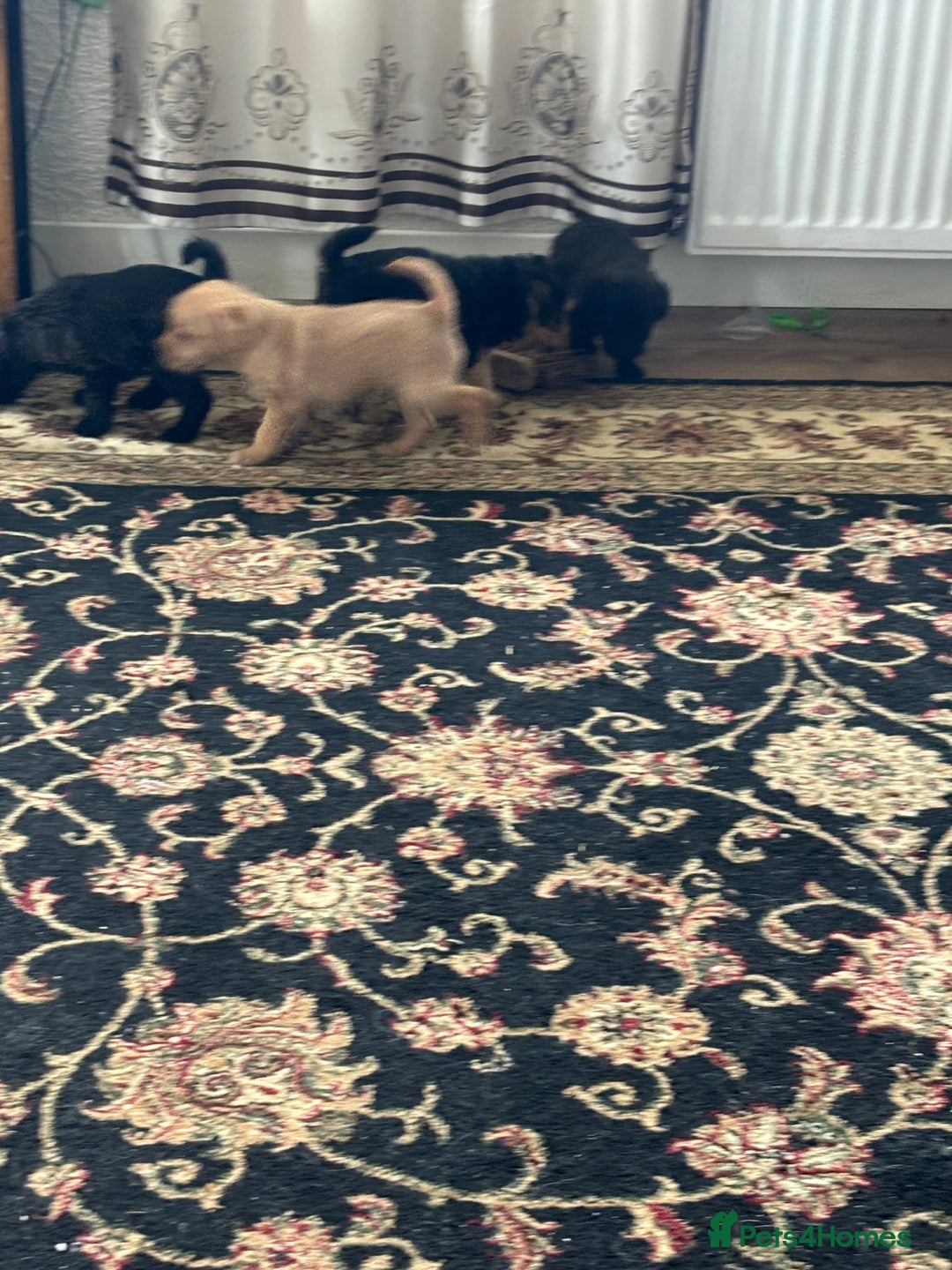 Mixed Breed dogs for sale: Norfolk terrier cross by toy poodle - Image 3