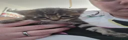 Mixed Breed cats for sale: Kittens  - Advert 7