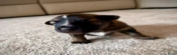 German Shepherd dogs for sale: German Shepherd Puppies 🐾 - Advert 28