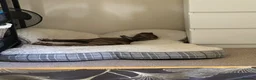Lurcher dogs for sale: 11 month old lurcher  Zeeke - Advert 6