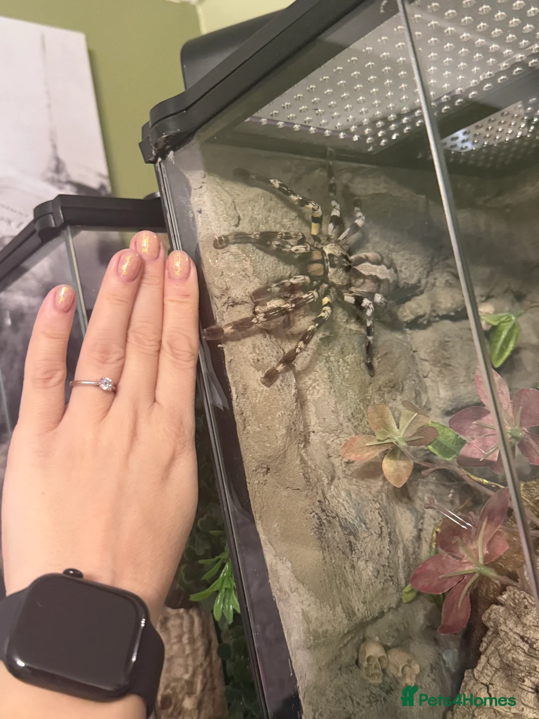 Tarantulas invertebrates for sale: Tarantulas wanted - Advert 8