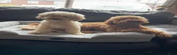 Toy Poodle dogs for sale: KC Reg Toy Poodle Pups 😍  🐩  - Advert 11