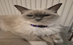 Ragdoll cats for sale: Pure Blue Point Ragdoll Mitted Male - Image 6