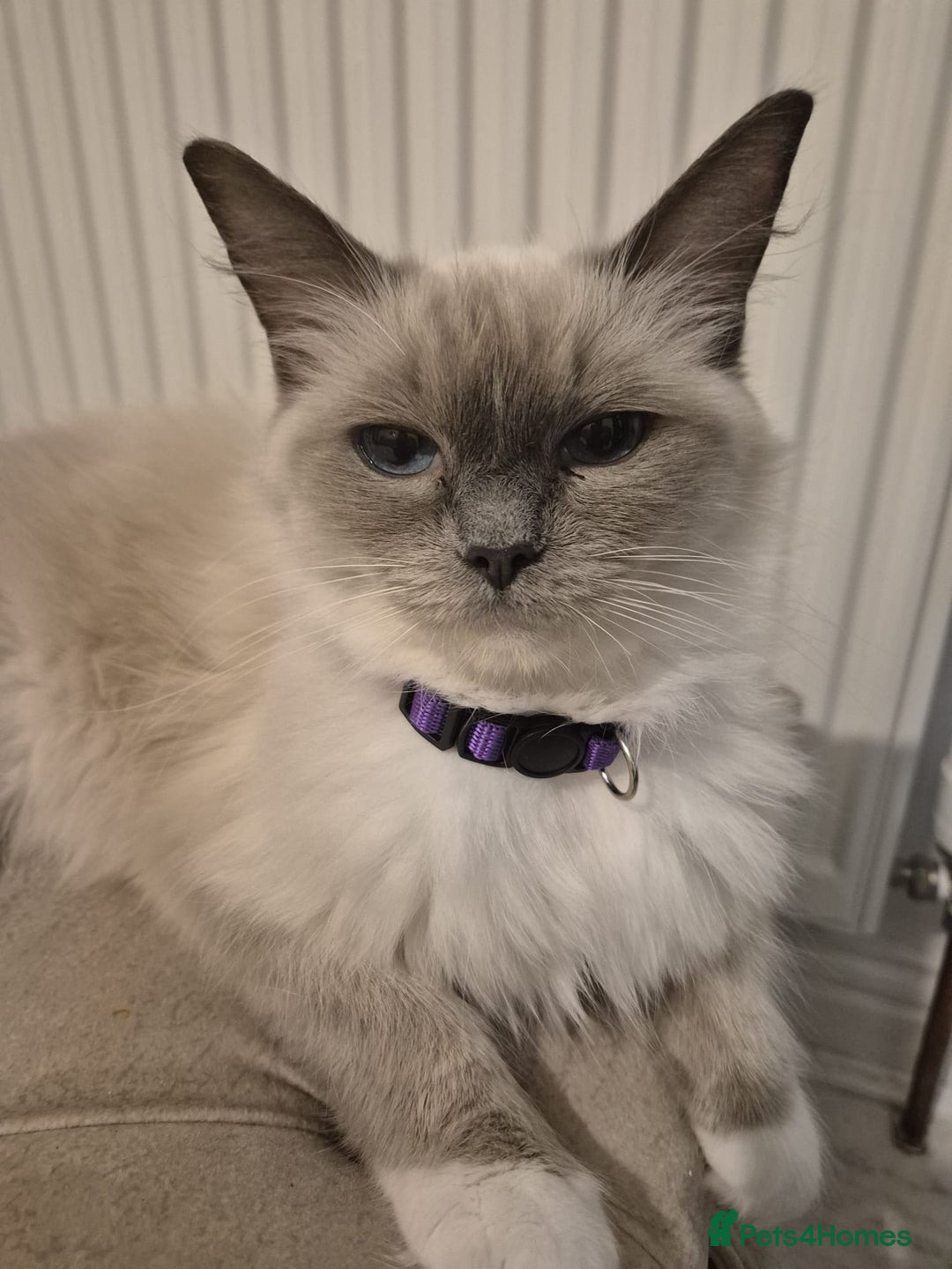 Ragdoll cats for sale: Pure Blue Point Ragdoll Mitted Male - Image 6