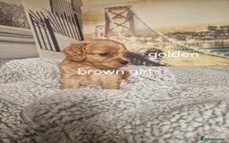 Cockapoo dogs for sale: 4 outstanding cockerpoos  - Image 24