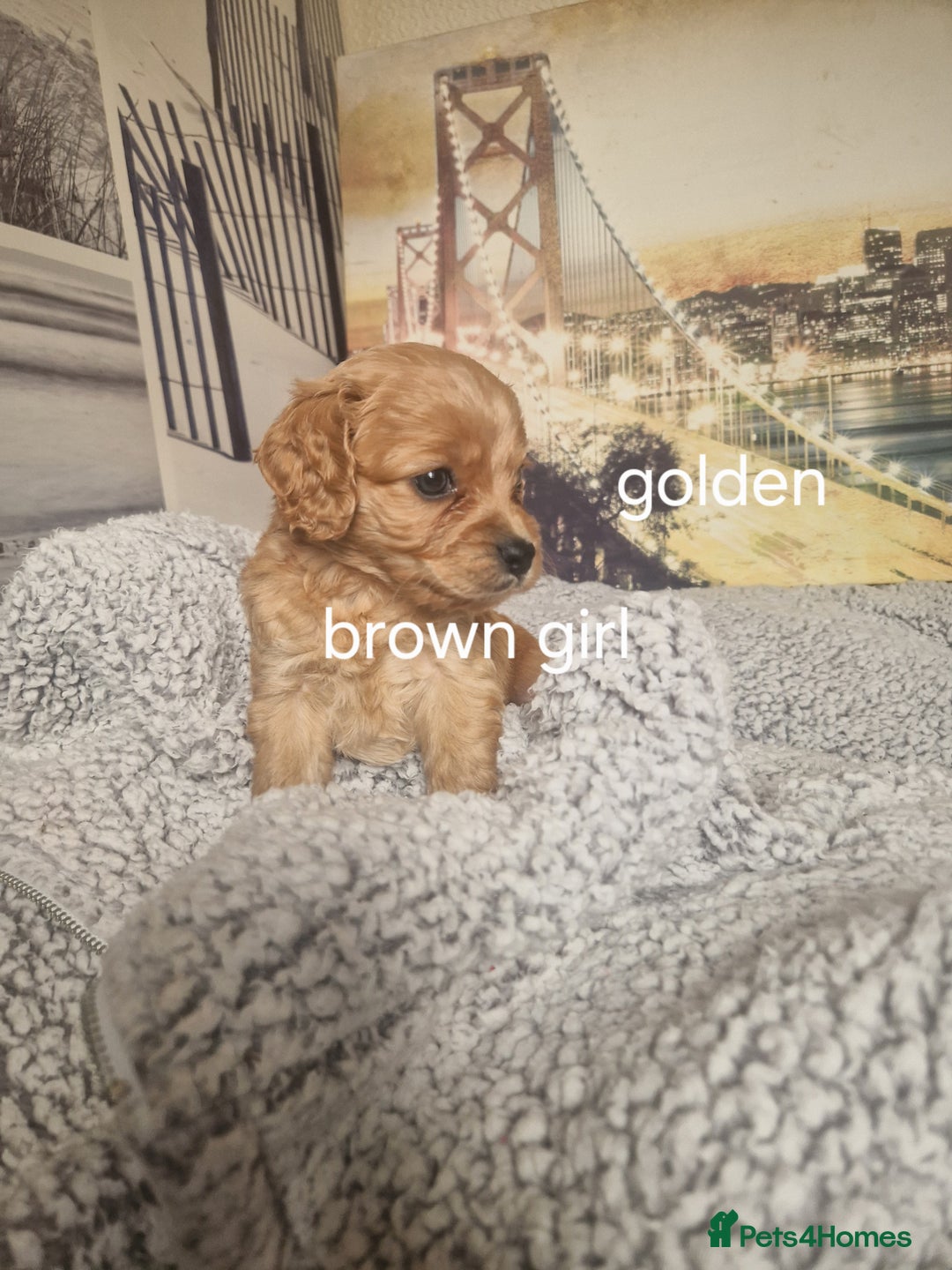 Cockapoo dogs for sale: 4 outstanding cockerpoos  - Image 24