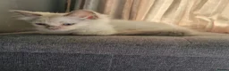 Ragdoll cats for sale: Beautiful loving ragdoll kittens - Advert 3
