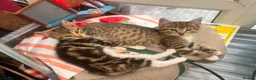 Mixed Breed cats for sale: Adorable kittens - Advert 22