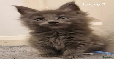 Maine Coon cats - Advert 15